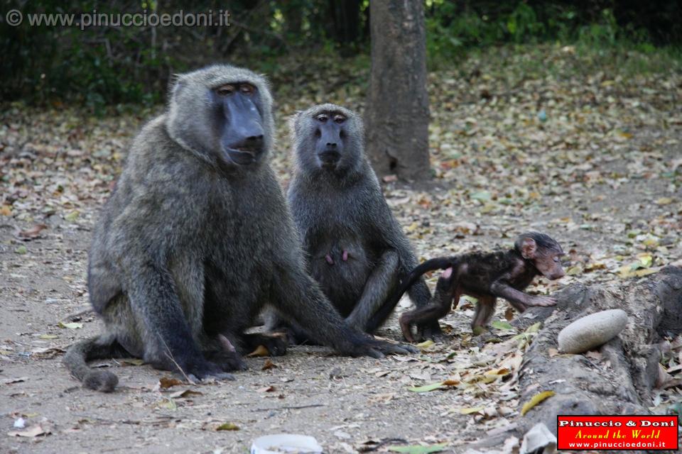 Ethiopia - Mago National Park - Baboons - 12.jpg
